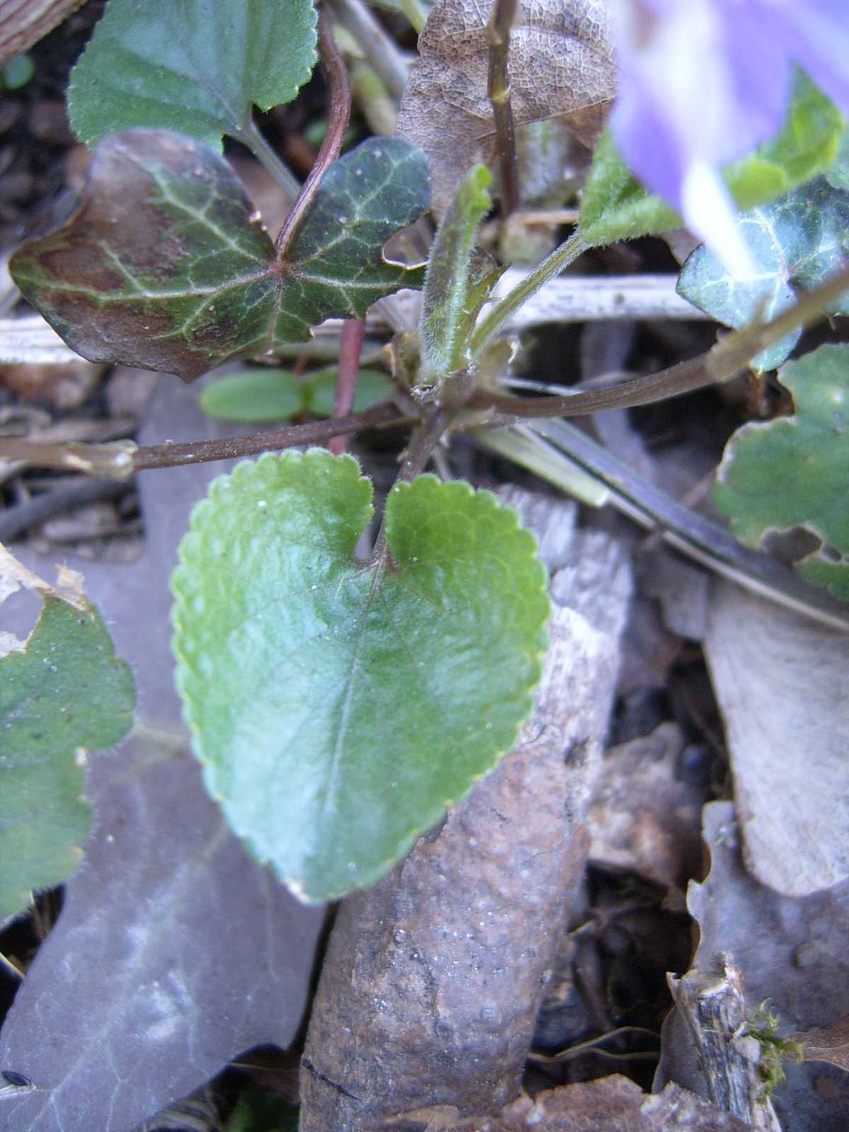 Ancora viole - Viola  cfr. alba